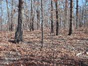 , Blackton AR