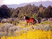 Two Mile Lane, Alamosa CO